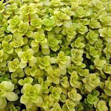 Sedum Makinoi Ogon Japanese Golden Sedum Limited Sedum Partial Shade Perennials Sedum Garden