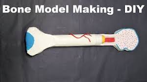 Serves as model for bone formation. Bone Model Making Biology Science Project Diy At Home Craftpiller Youtube