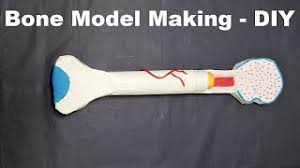 Browse sub categories animal mammoth skeleton. Bone Model Making Biology Science Project Diy At Home Craftpiller Youtube