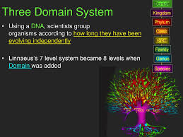 Taxonomy And Kingdom Classification Ppt Download