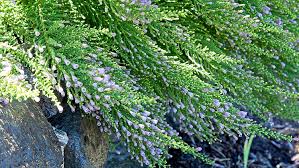 Image result for Fabiana imbricata