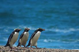 Much like the galapagos islands, south africa's weather is generally good no matter what time of year you choose to visit. Penguins Of The World Where To See Penguins Ker Downey Travel