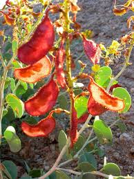 Image result for Adenolobus pechuelii