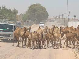 When you purchase through links on our site, we may earn an affiliate commission. Jess Jumeirah Year 2 On Twitter On The Way Back From Greenheartuae We Ran Into A Camel Train With Baby Camels Our Year Two Children Were Very Excited To See Them Out