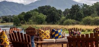 Image result for Grangea zambesiaca