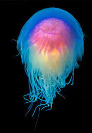 Eclectic Irony Ocean Animals Deep Sea Creatures Ocean Creatures