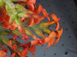 Image result for Kalanchoe lateritia