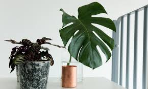 Houssam Kanaan And Meghedi Simonian Solal 6 Months Old The Socialite Family Plants Planting Herbs Flowers