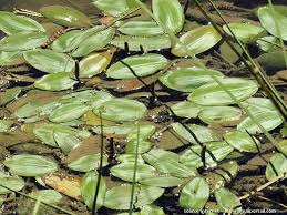 Image result for Potamogeton schweinfurthii