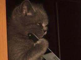 Tovbe Tovbe Kedi Hanim Ya Da Kedi Bey Siz Ne Yapiyorsunuz Komik Hayvan Fotograflari Hayvan Viralleri Komik Hayvan