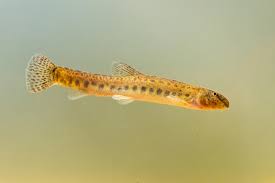 Yoyo Loach Care - Botia Almorhae