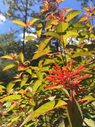 Native floridian flowers thrive in florida's high heat and humidity, mild winters and sandy soil. Five Essential Perennials For Florida Gardens Native Nurseries