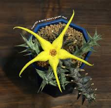 Image result for Orbea caudata