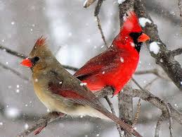 Birds Of Northern Indiana Male And Female Northern Cardinals Cardinalis Cardinalis In A Blizzard Nw Indiana Usa Cardinal Birds Red Birds Birds Painting