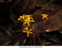 Image result for Voyria