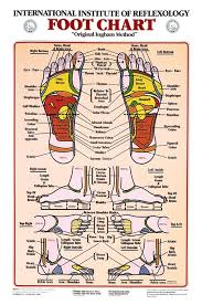 foot reflexology anatomical chart