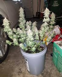 High light intensity and energetic spectrum, crucial for canopy. 5 Best Led Grow Lights 2021 Yields Speed Bud Quality Grow Weed Easy