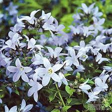 Image result for Acanthopale confertiflora