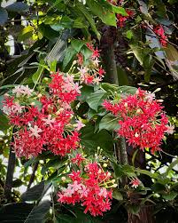 Image result for Combretum holstii