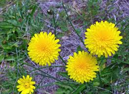 Image result for Hypochaeris radicata