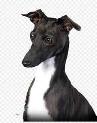 Deutscher langhaariger vorstehhund) ist ein sehr vielseitig einsetzbarer jagdgebrauchshund. Italienisches Windspiel Whippet Spanische Greyhound Sloughi Zucker Png Herunterladen 2400 3000 Kostenlos Transparent Hund Png Herunterladen