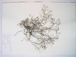 Image result for Podostemaceae