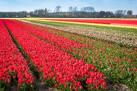 Hd to 4k quality, all ready for download! The Best Places To See Tulips In The Netherlands