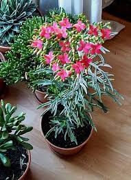 Kalanchoe Laciniata Christmastree Plant By The Floralist Via Flickr Plants Cacti And Succulents Succulents