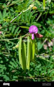 Image result for Tephrosia purpurea