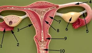 Surgical pelvic anatomy in gynecologic oncology. Medical School Pelvic Anatomy Male Female Ankiweb