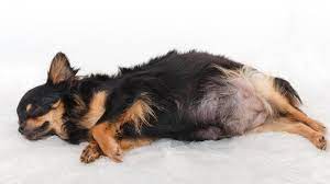 Während eine frau möglicherweise den glanz der schwangerschaft zeigt, lange bevor er sich auf ihrem bauch abzeichnet. Trachtigkeit Beim Hund Wenn Die Hundin Schwanger Ist Tiergesund De