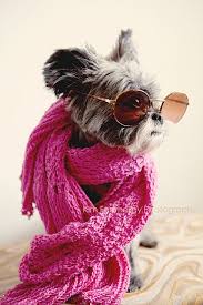 Can Someone Get Me A Latte Pet Fashion Doggie Style Pets