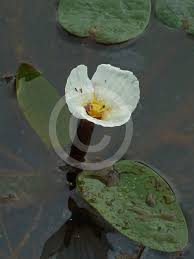 Image result for Ottelia ulvifolia