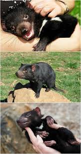 Pin On Animals