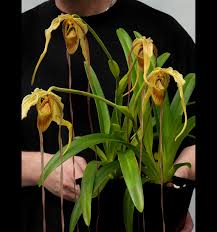 Image result for Dipcadi longifolium