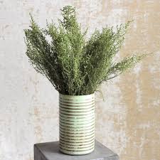 Image result for Stoebe vulgaris