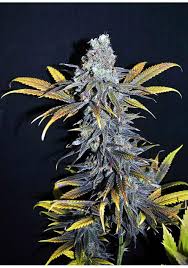 Only one man, security agent mike jeffers, has what it takes to thwart the. Cbd Critical Mass Feminized Marijuana Seeds
