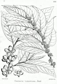 Image result for Casearia gladiiformis