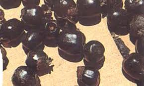 Image result for Vitex doniana