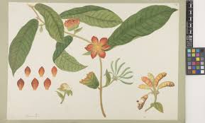 Image result for Xylopia lukei