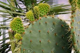 Cactus Opuntia Leucotricha Plant With Spines Close Up Green Stock Photo Picture And Royalty Free Image Image 120444751