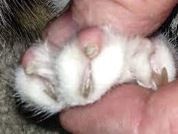 Funny Extra Claw Cat Forum