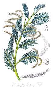 Image result for Podocarpaceae