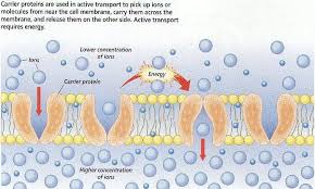 Movement across the membrane involves active and passive transport. 2 4 Membranes Sl Hl 1 Biology 5 Ferguson