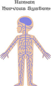 The nervous system is a complex structure of nerves of neurons that transmit signals around the body to coordinate actions. Nervous System Kids Stock Illustrations 37 Nervous System Kids Stock Illustrations Vectors Clipart Dreamstime