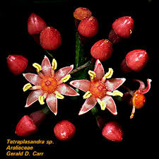 Image result for Araliaceae