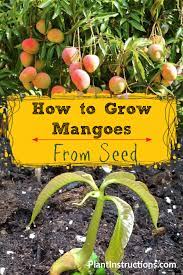 How To Grow Mango From Seed Fruit Tree Garden Mango Plant Avocado Plant