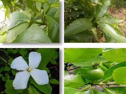 Image result for Gardenia resinifera