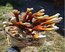 Image result for Ganoderma lucidum