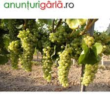 1500 kg strugurii sunt de calitate. Vand Struguri Pentru Vin Odobesti Vrancea Agricultura Din Odobesti Vrancea